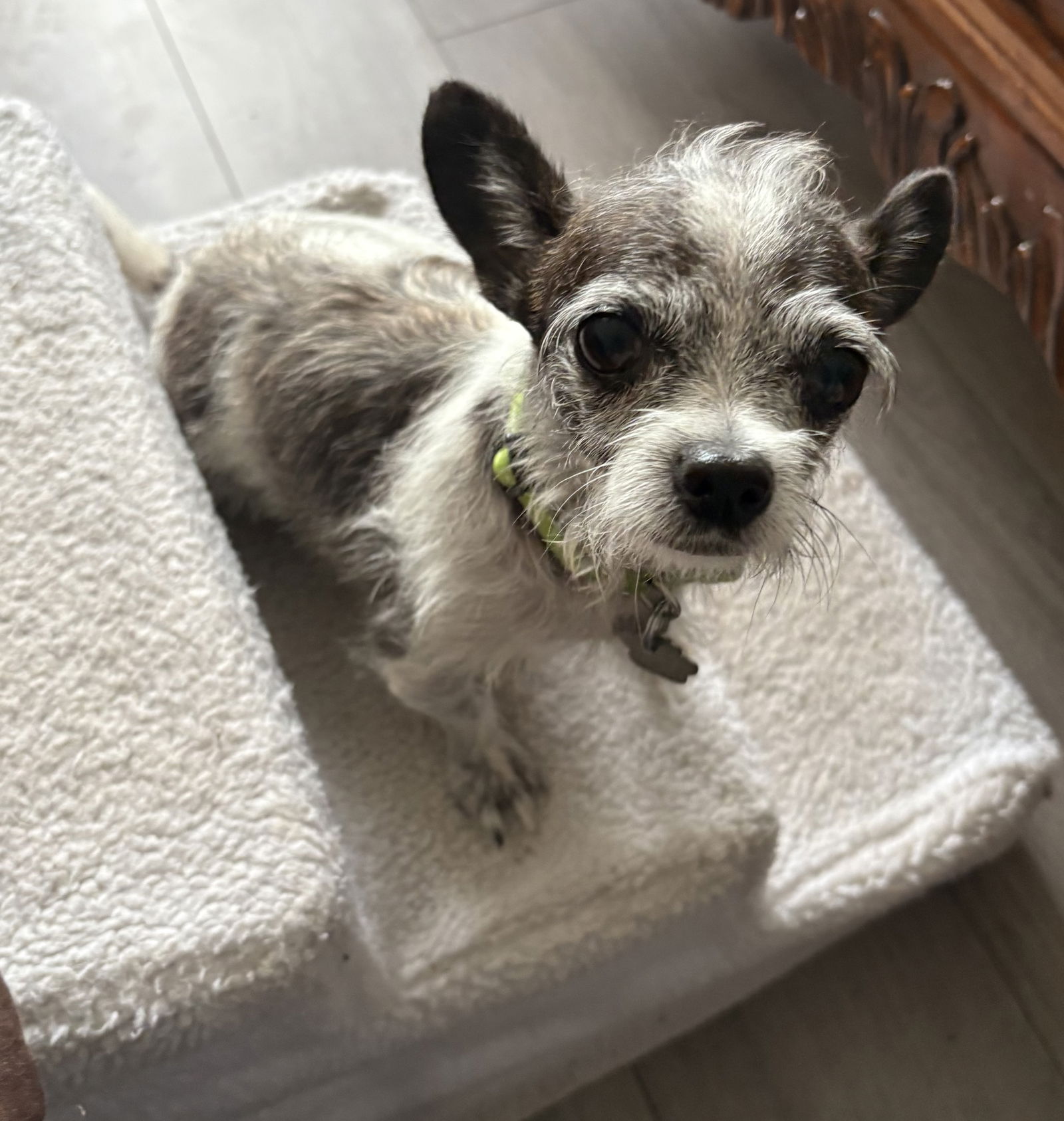 ` - Chihuahua