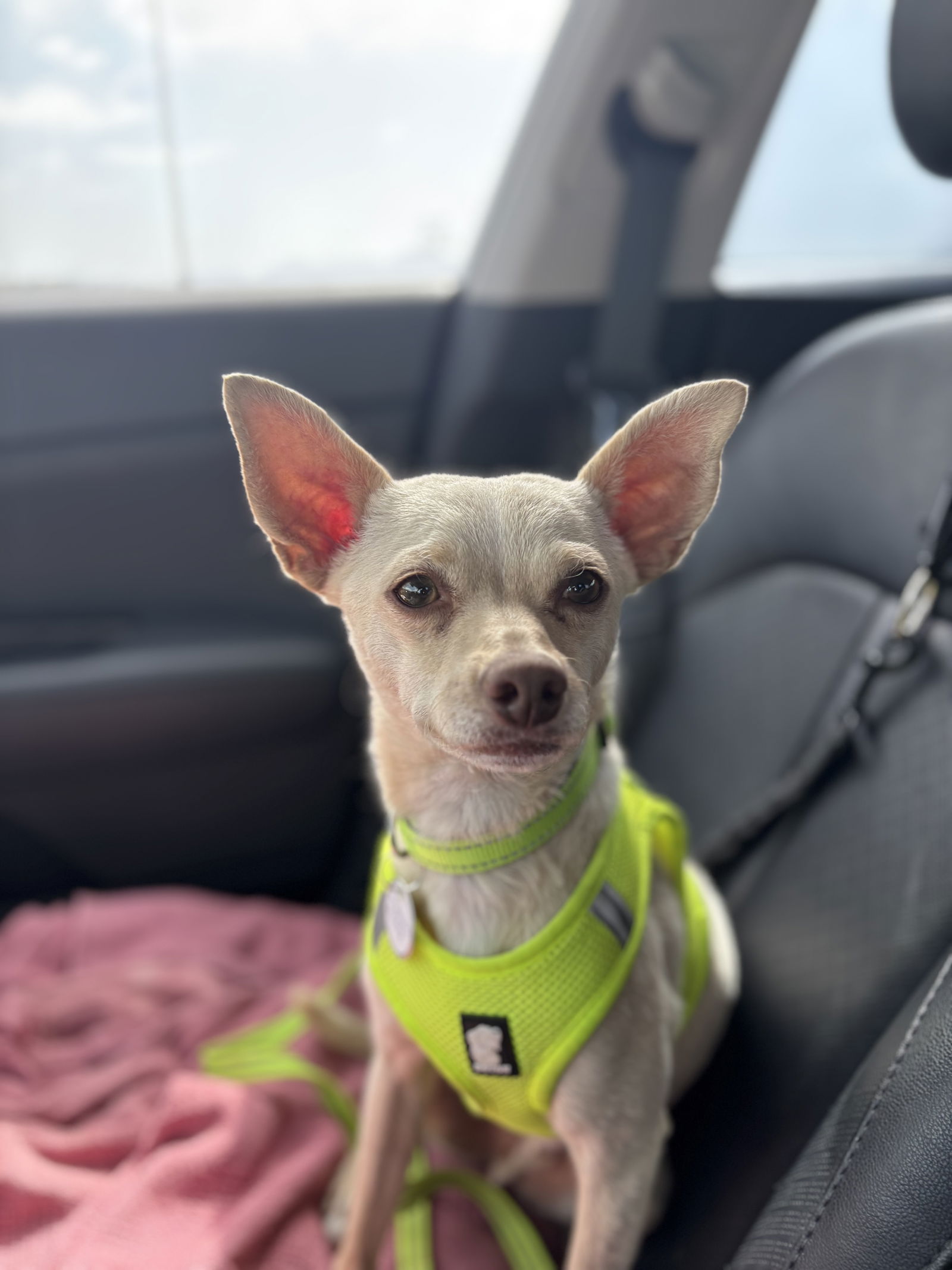 Sampson - Chihuahua