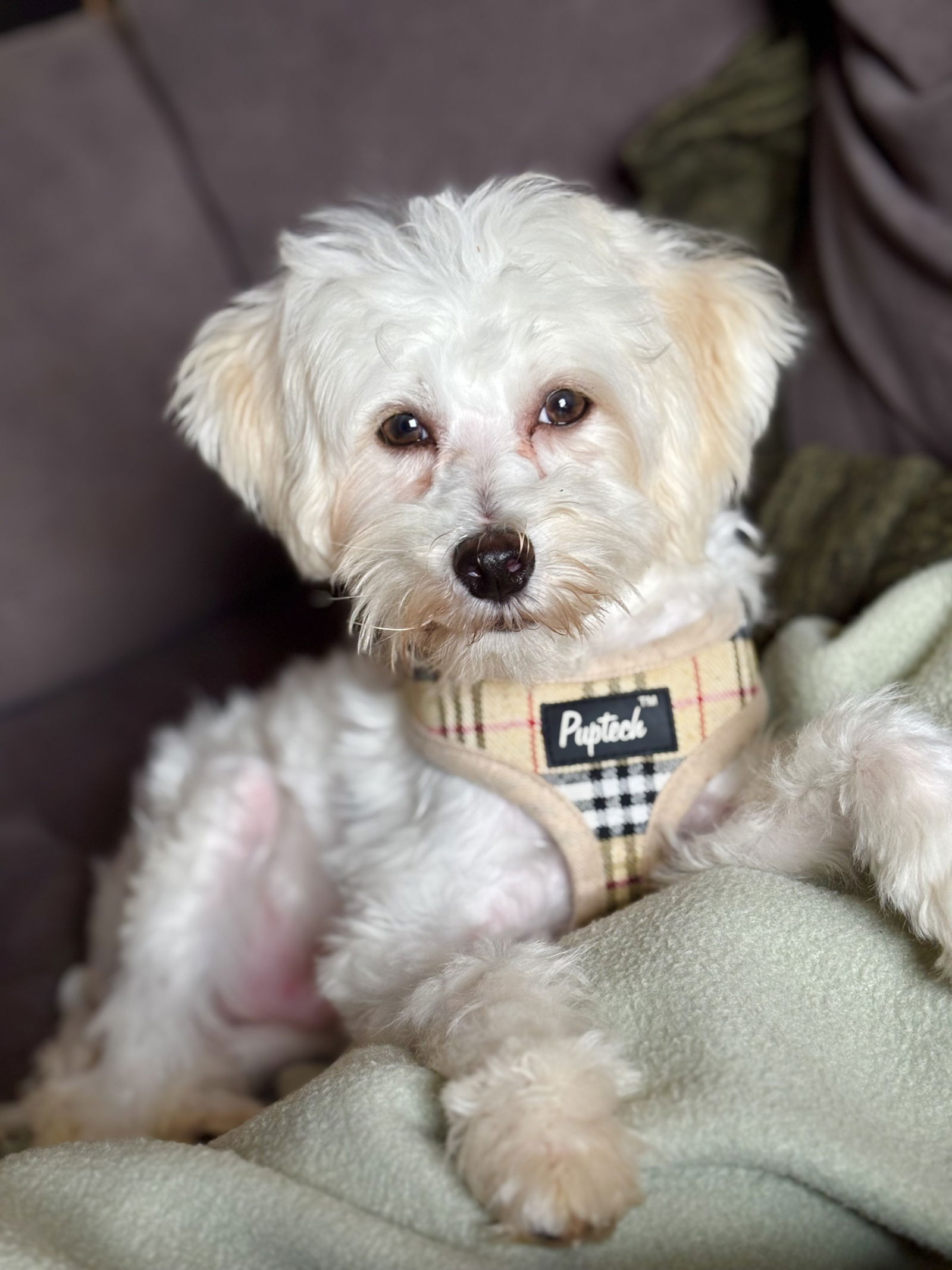 Barkley - Maltese