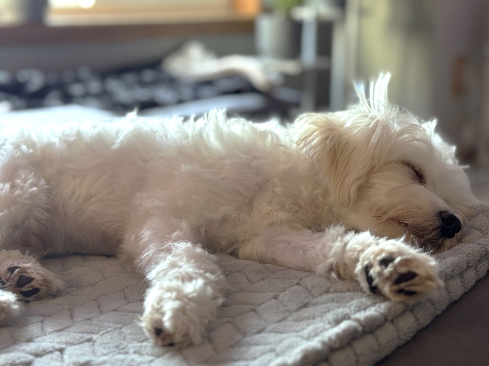 Barkley - Maltese