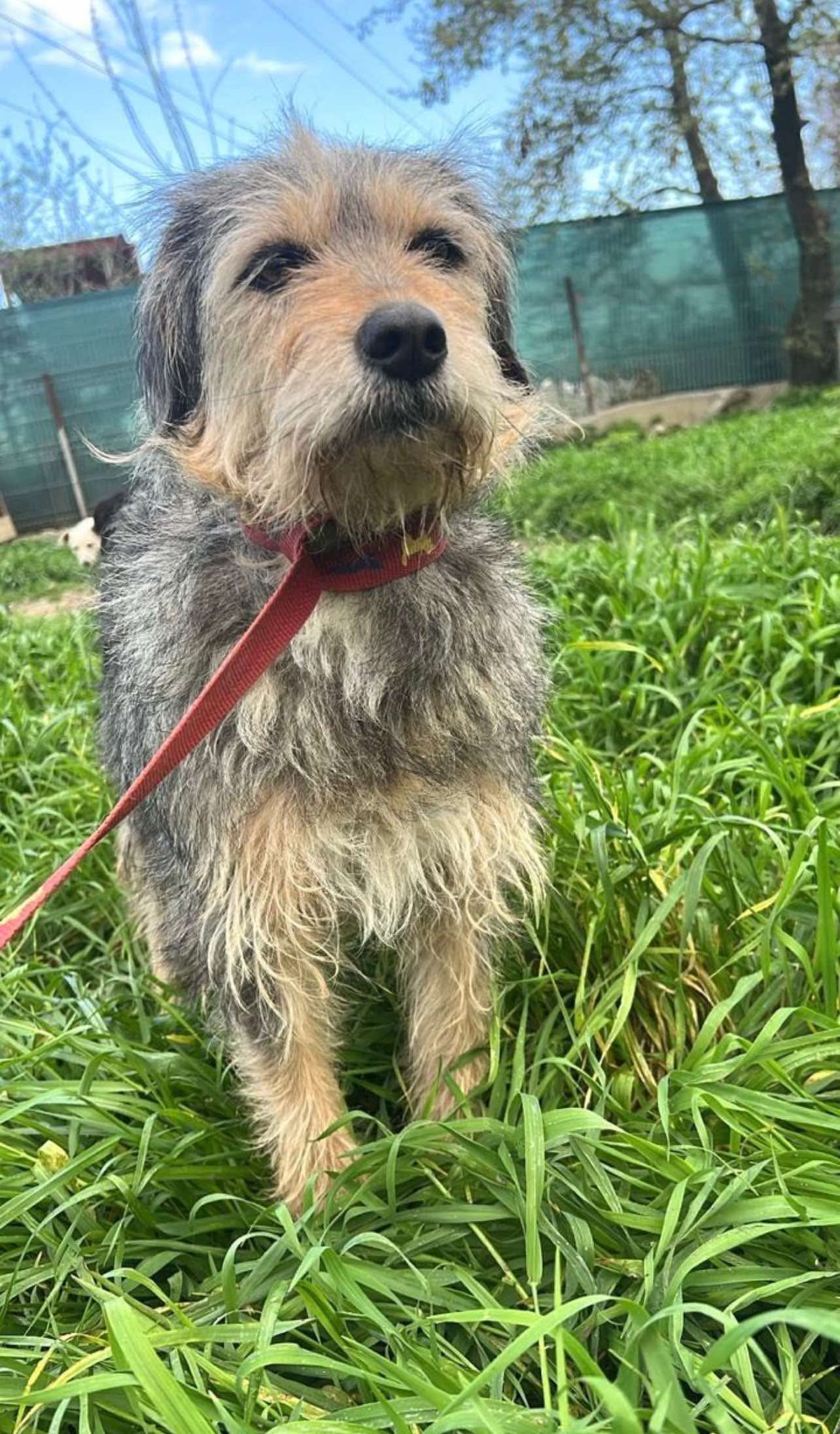 Dolly Albania - Schnauzer