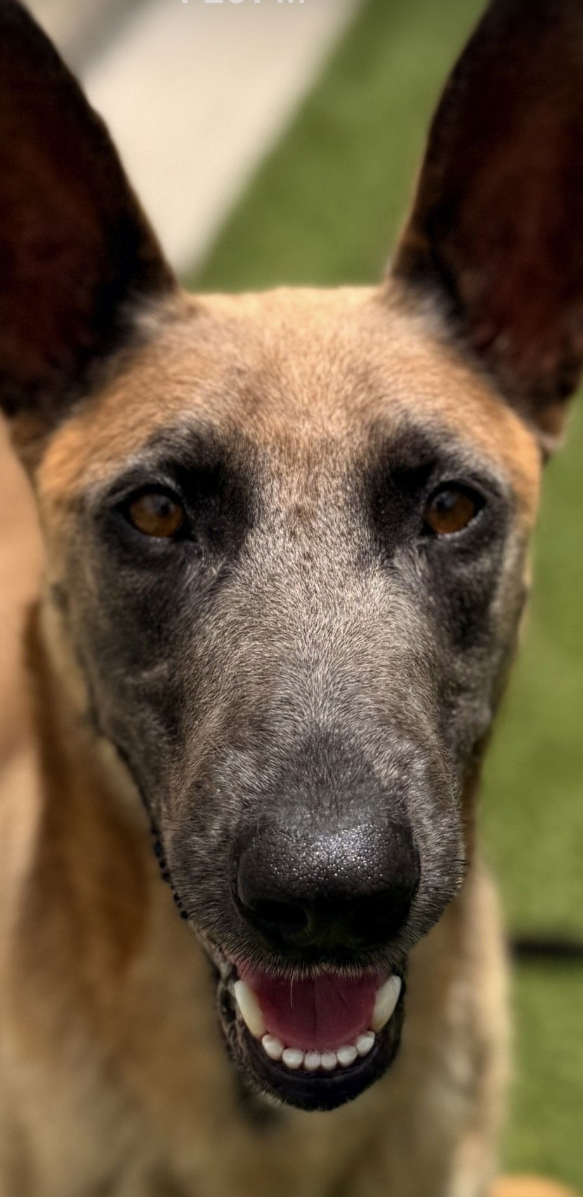 Adele (Momma) - Belgian Shepherd Malinois