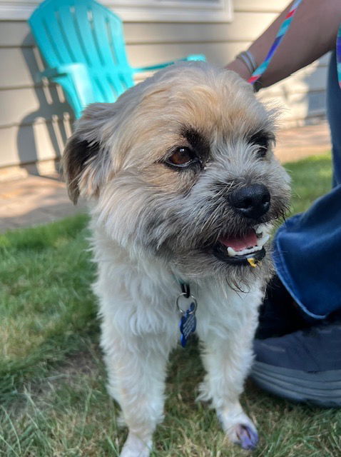 Phil - Terrier
