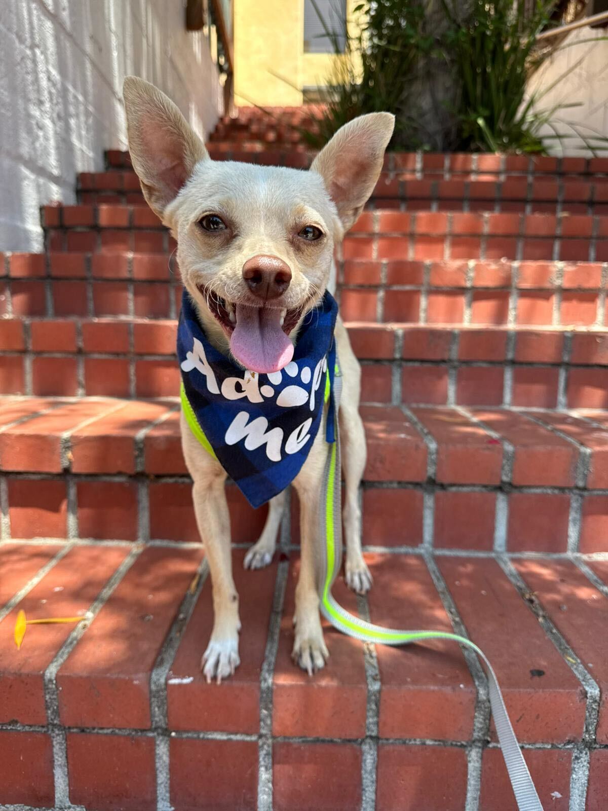 Sampson - Chihuahua