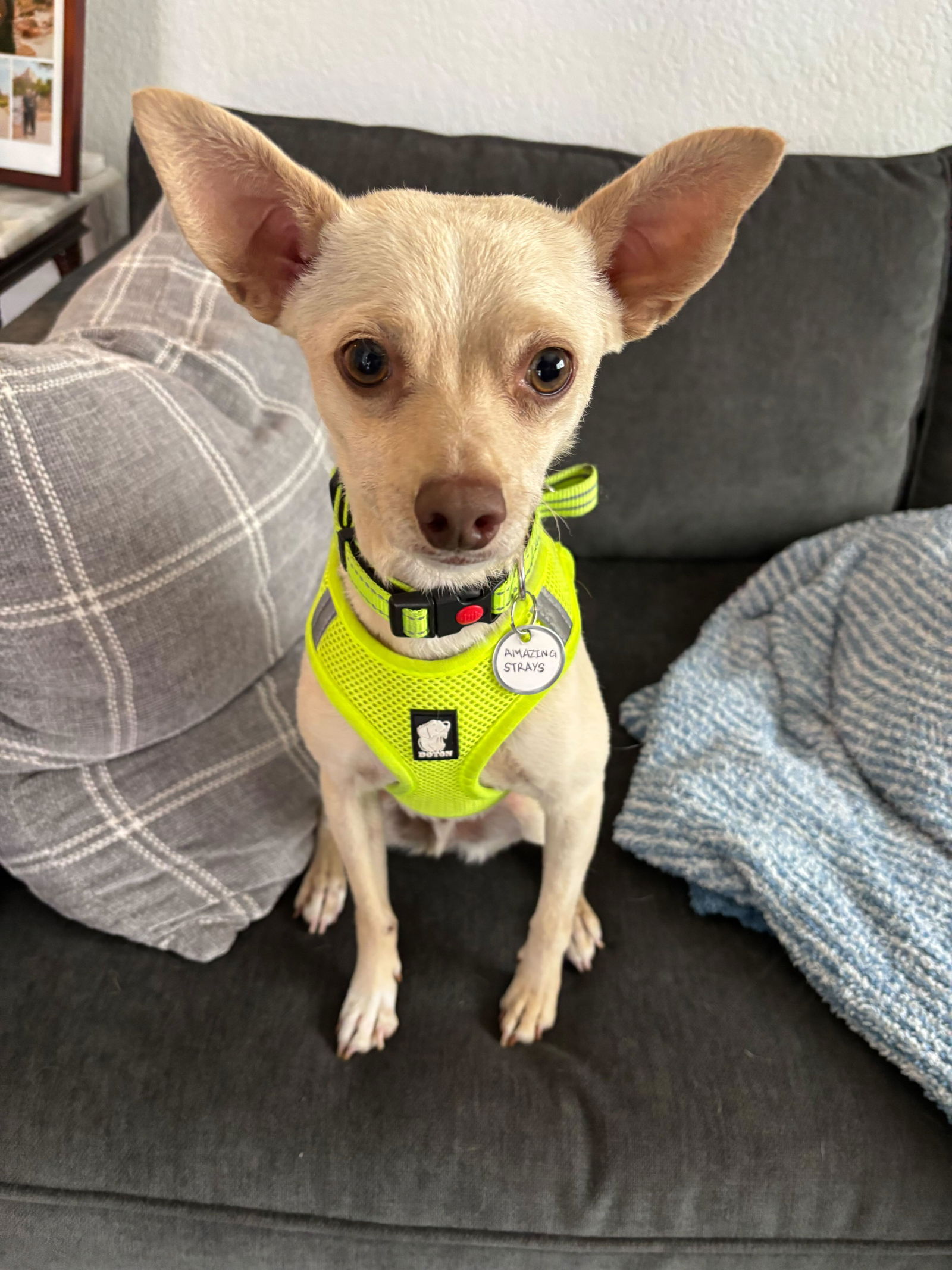 Sampson - Chihuahua