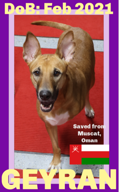 GEYRAN - Front Leg Amputee - $350 - German Shepherd Dog