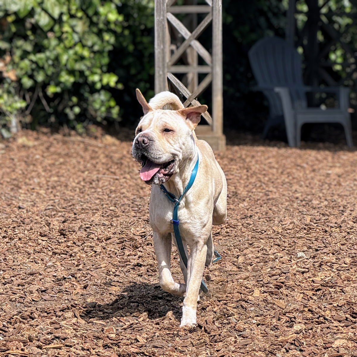 Marie - Chinese Shar-Pei
