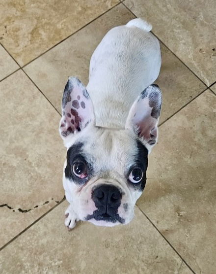 Piglet - Boston Terrier