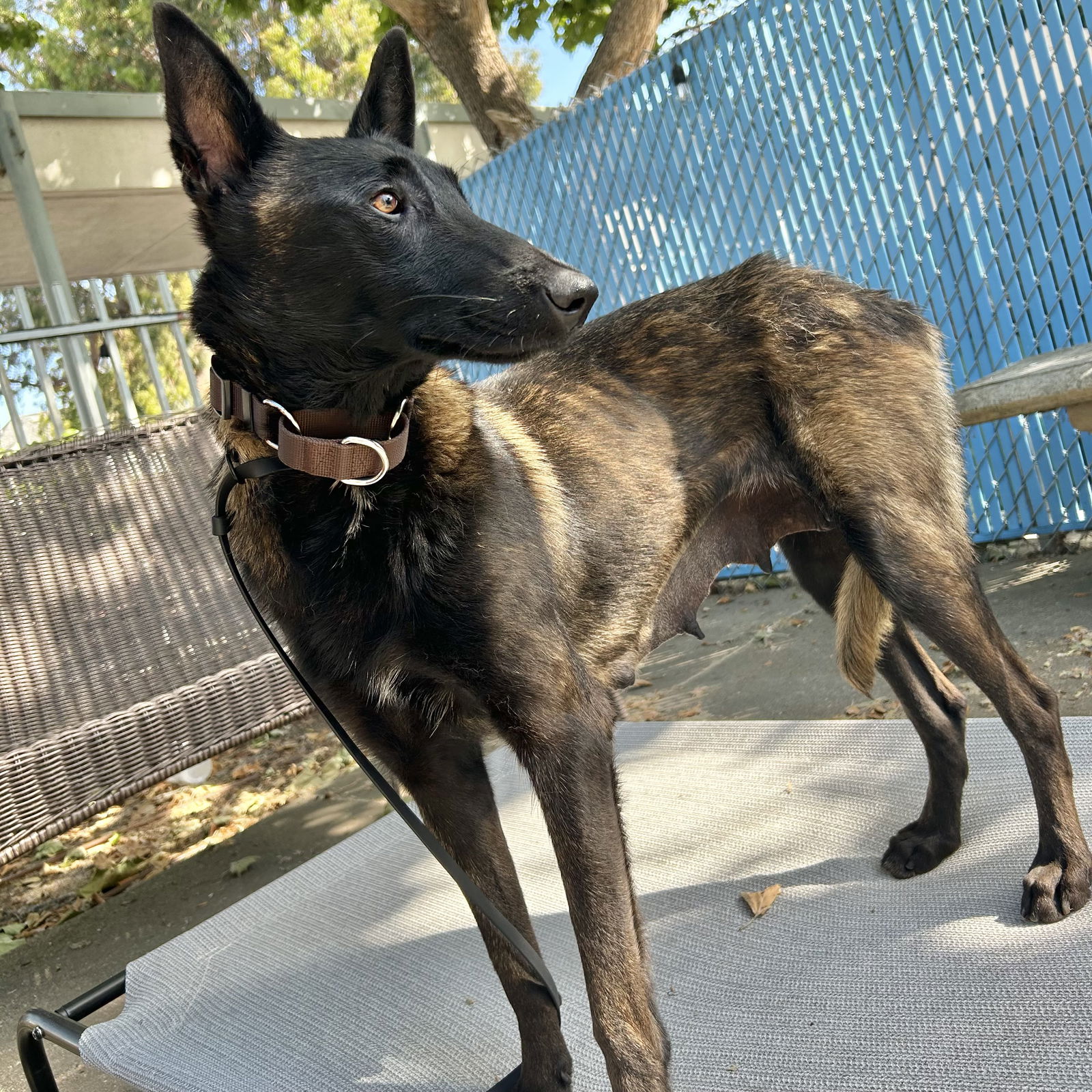 Frisee - Belgian Shepherd Malinois