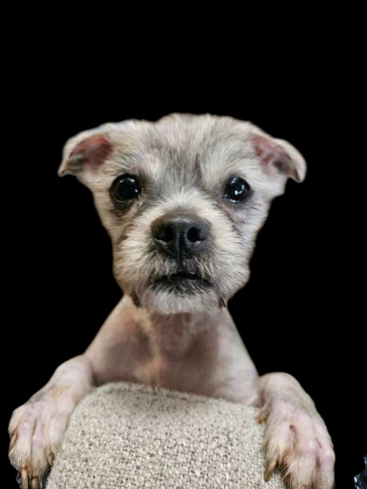 Hazel D6083 - ADOPTION BEING FINALIZED - Shih Tzu