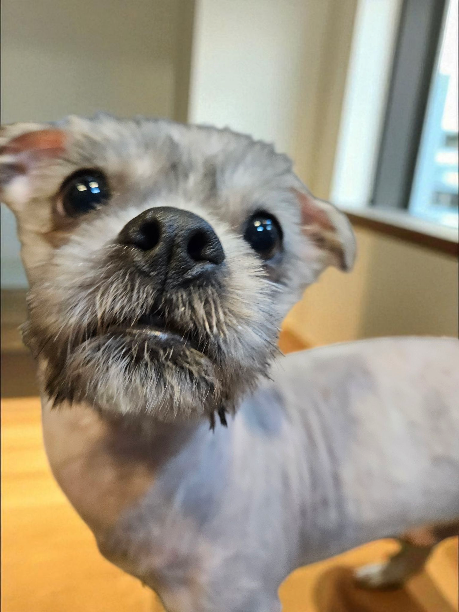 Hazel D6083 - ADOPTION BEING FINALIZED - Shih Tzu