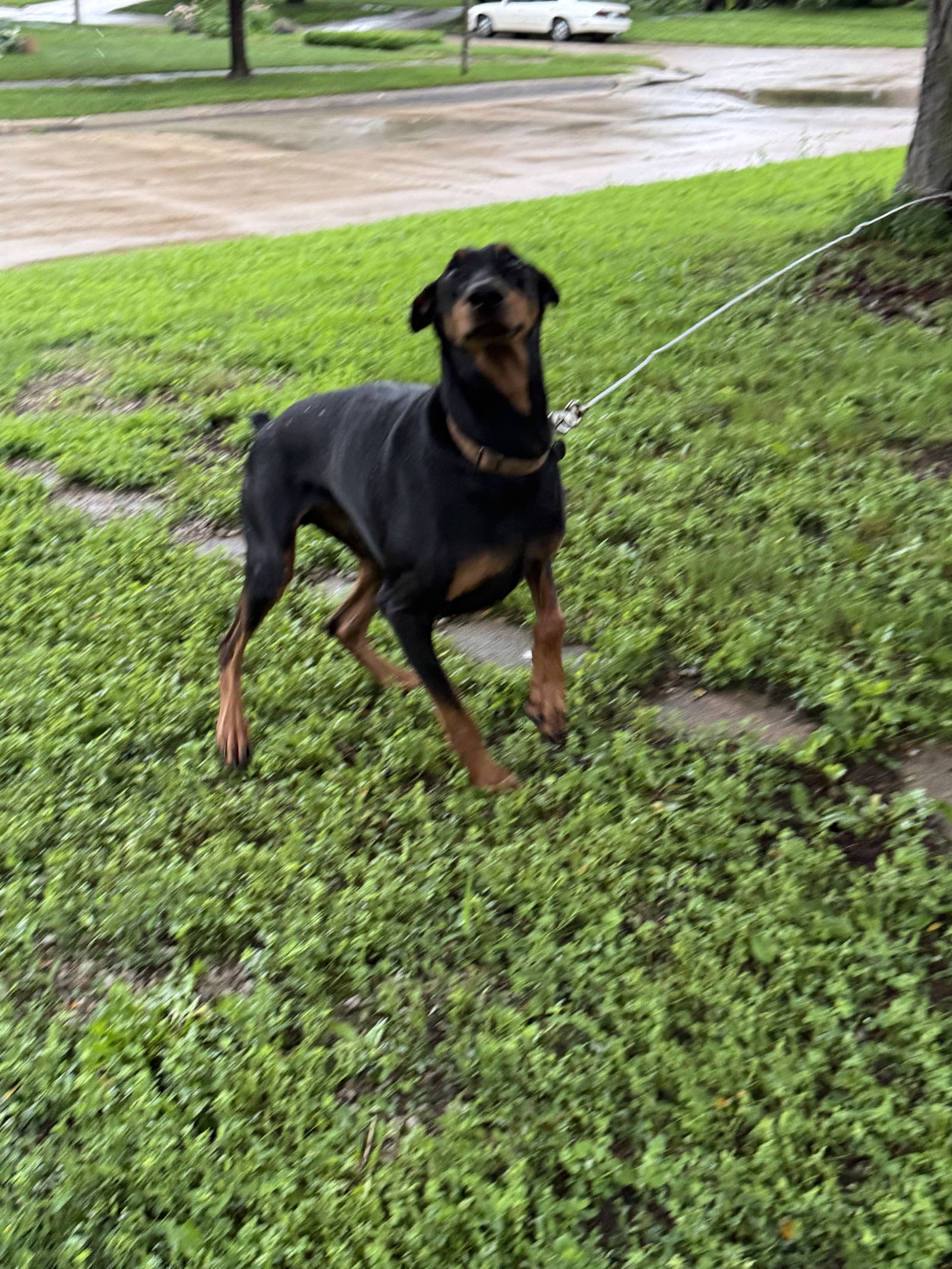 Chaos Adoption Pending! - Doberman Pinscher