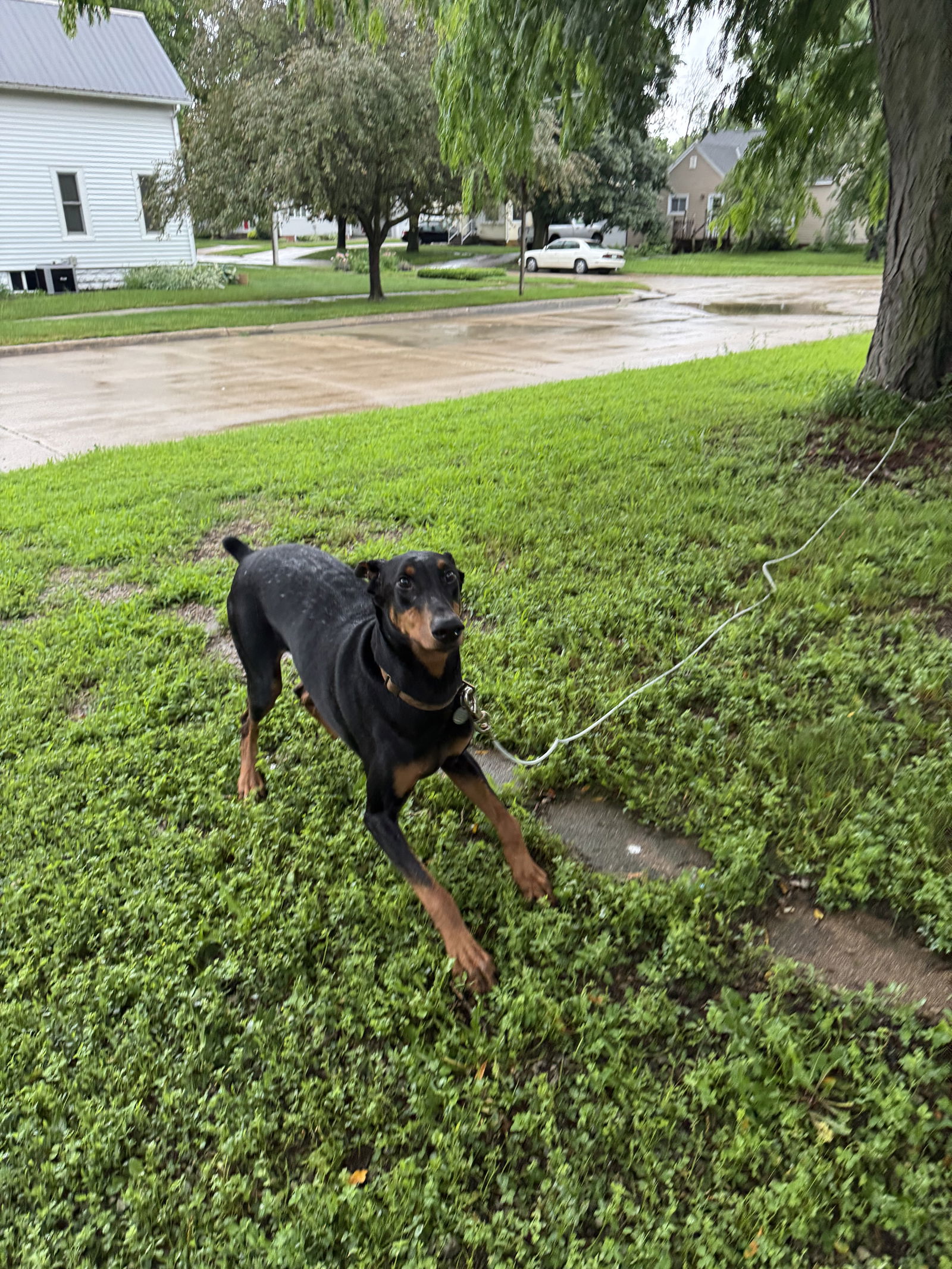 Chaos Adoption Pending! - Doberman Pinscher