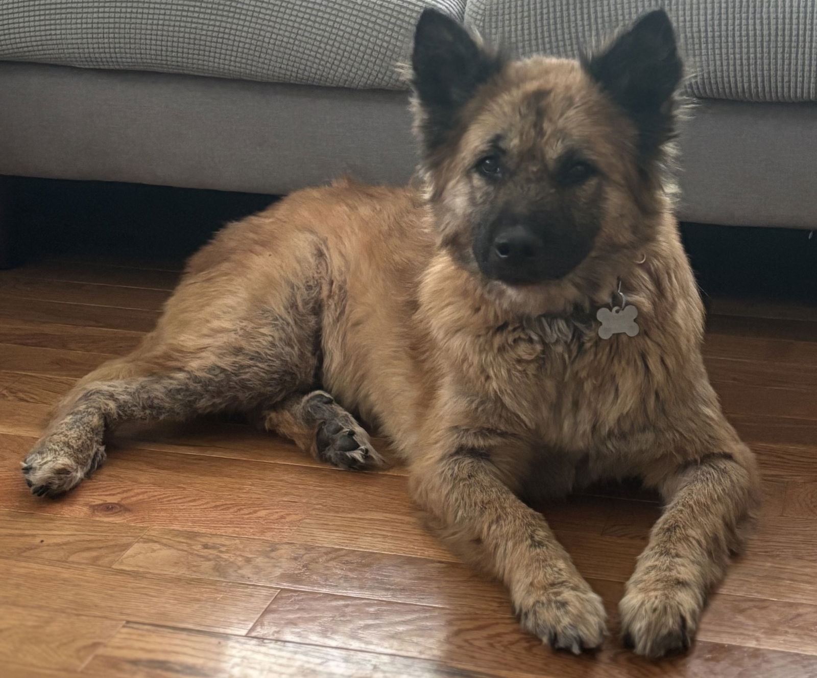 Olive - Shepherd
