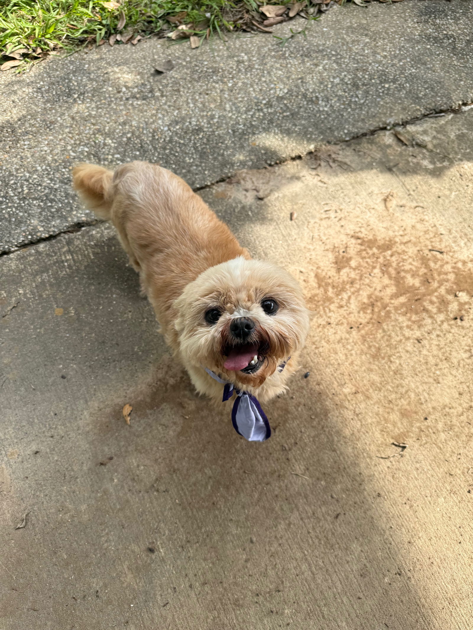 Chloe - Cutie Pie! - Shih Tzu