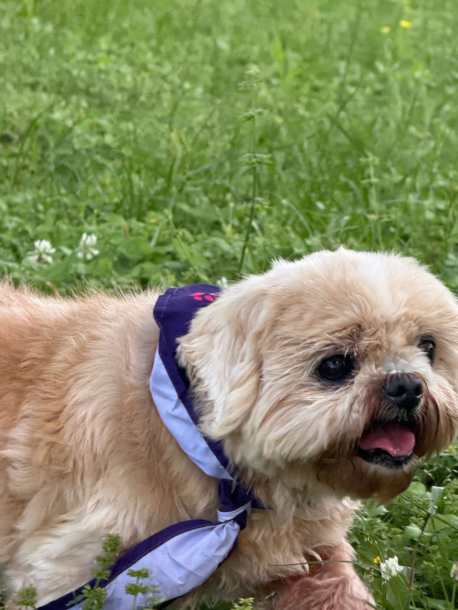 Chloe - Cutie Pie! - Shih Tzu