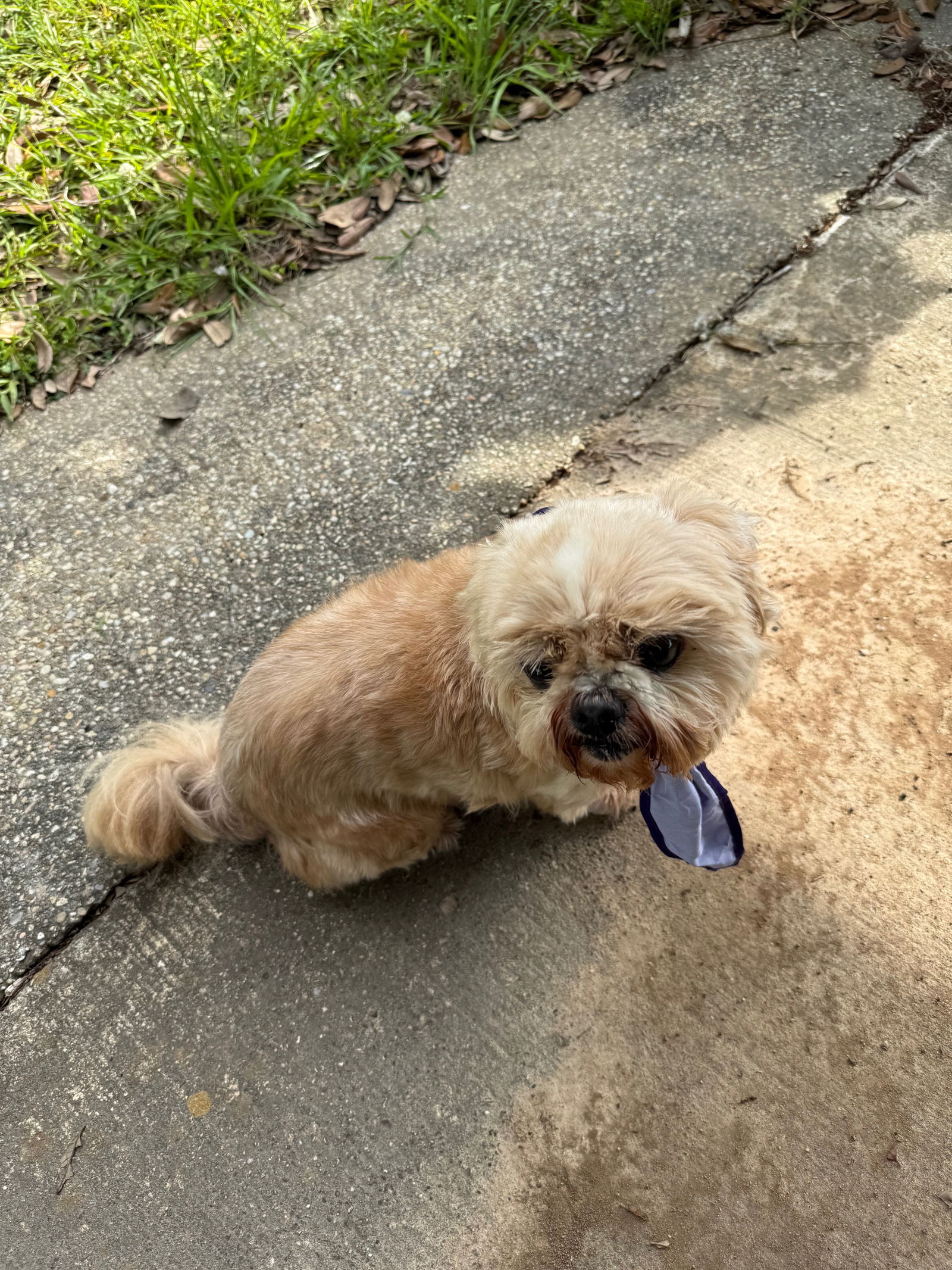 Chloe - Cutie Pie! - Shih Tzu