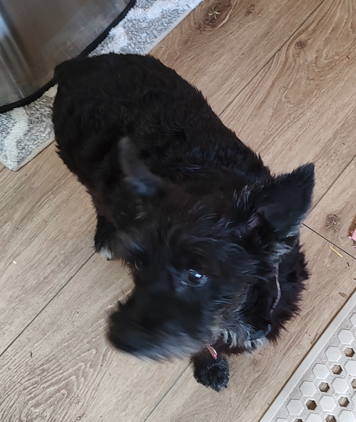 Roxanne - Miniature Schnauzer