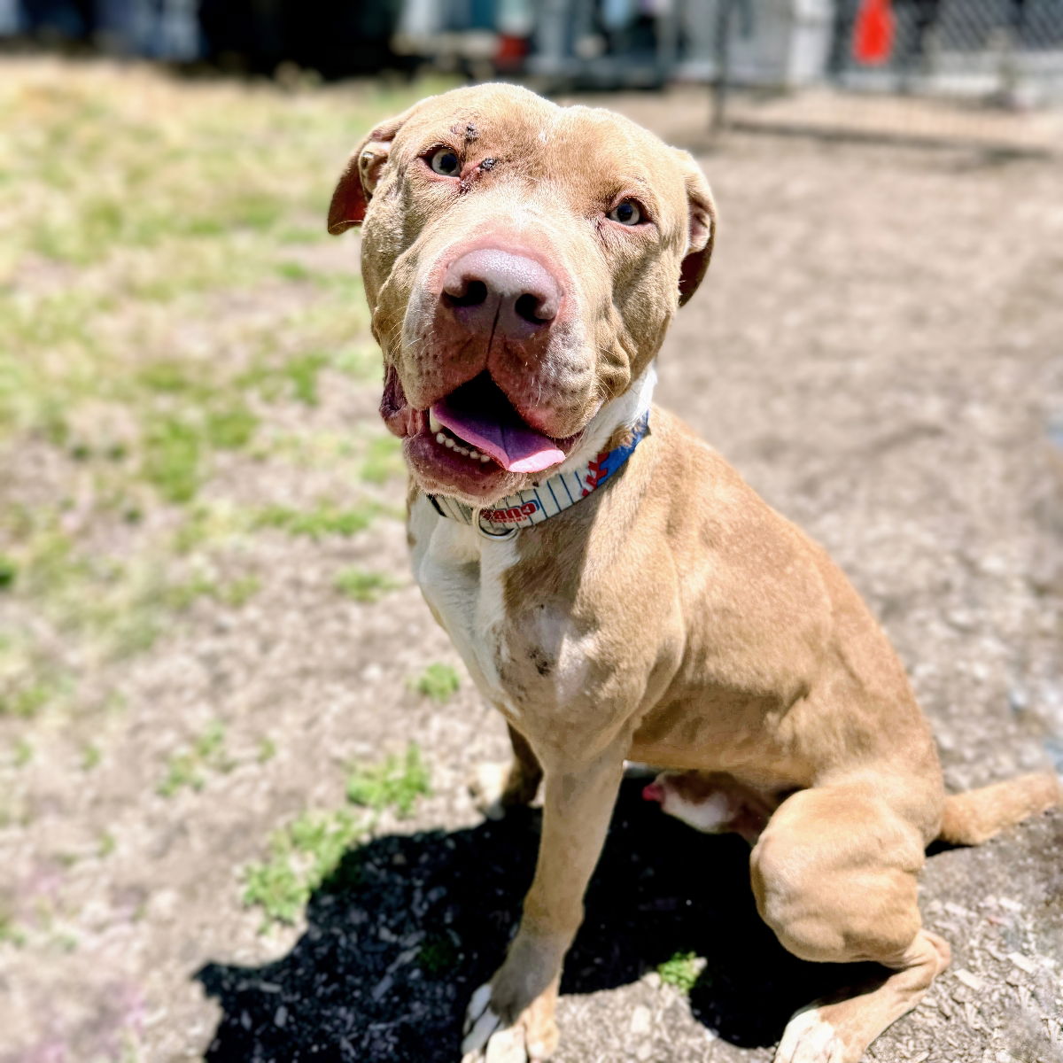 Ricky - Pit Bull Terrier
