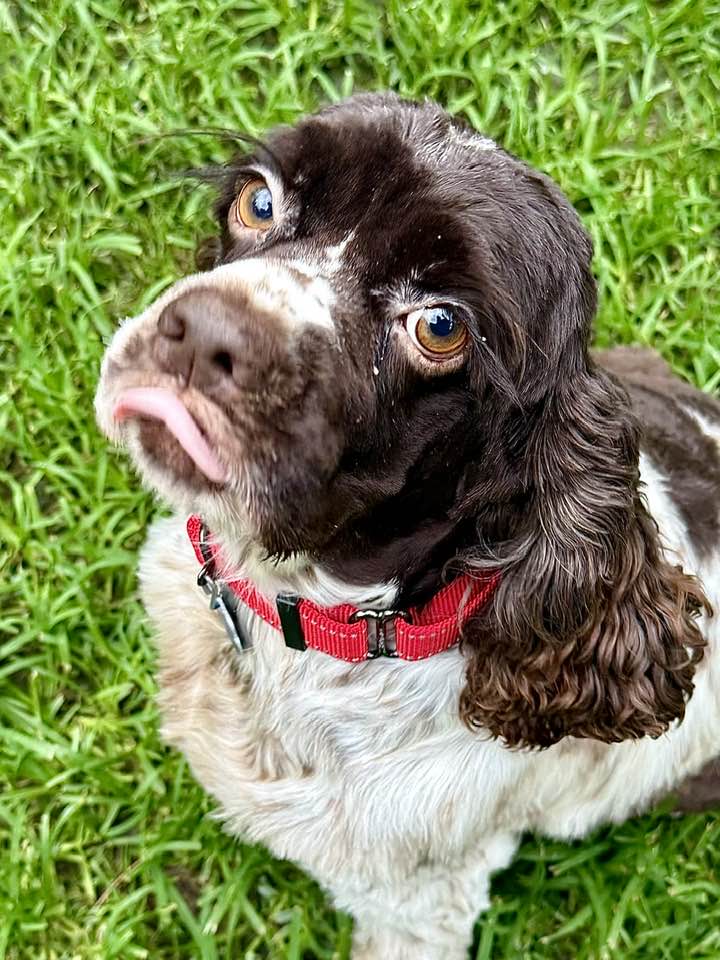 Java Bean - Cocker Spaniel