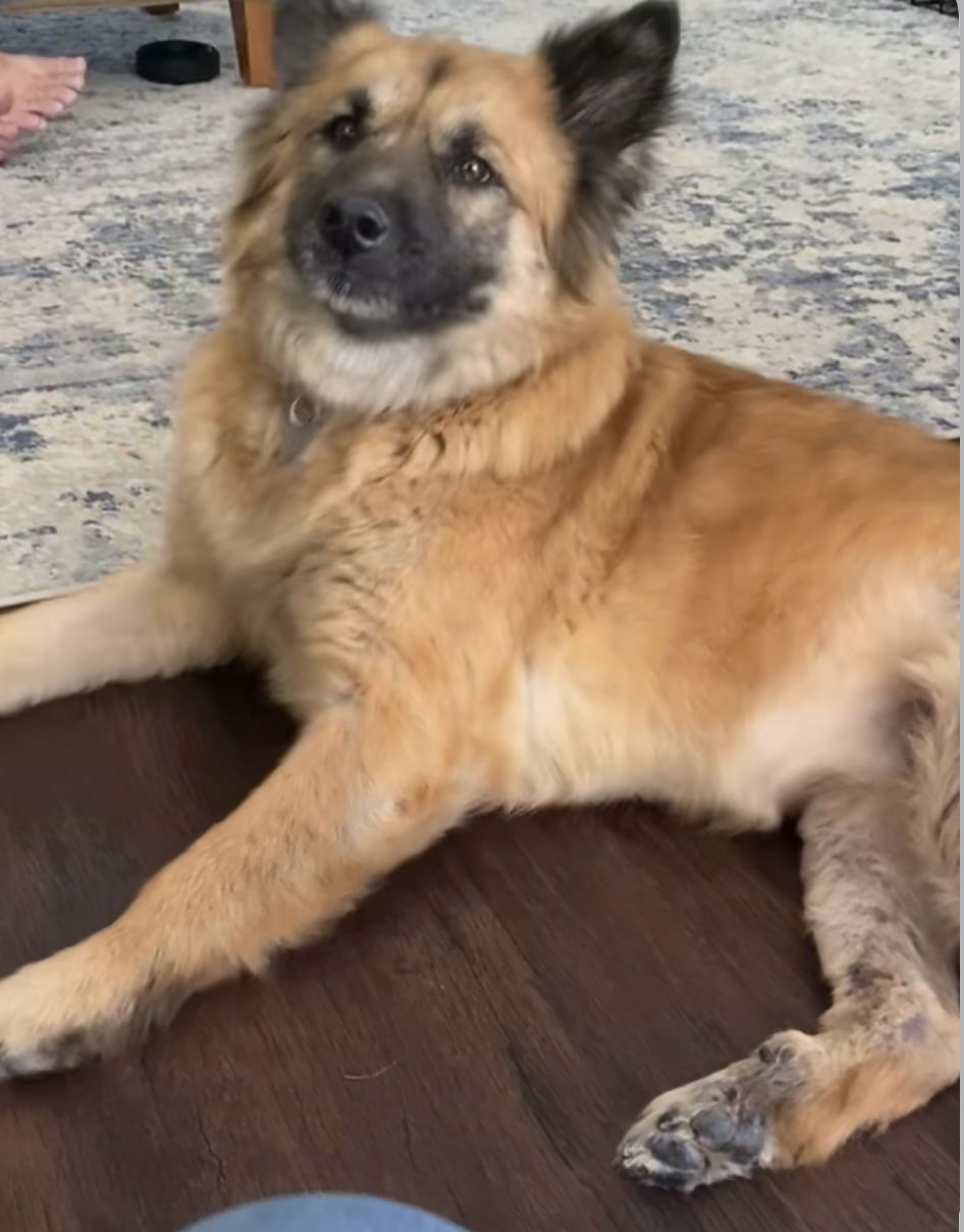 Olive - Shepherd