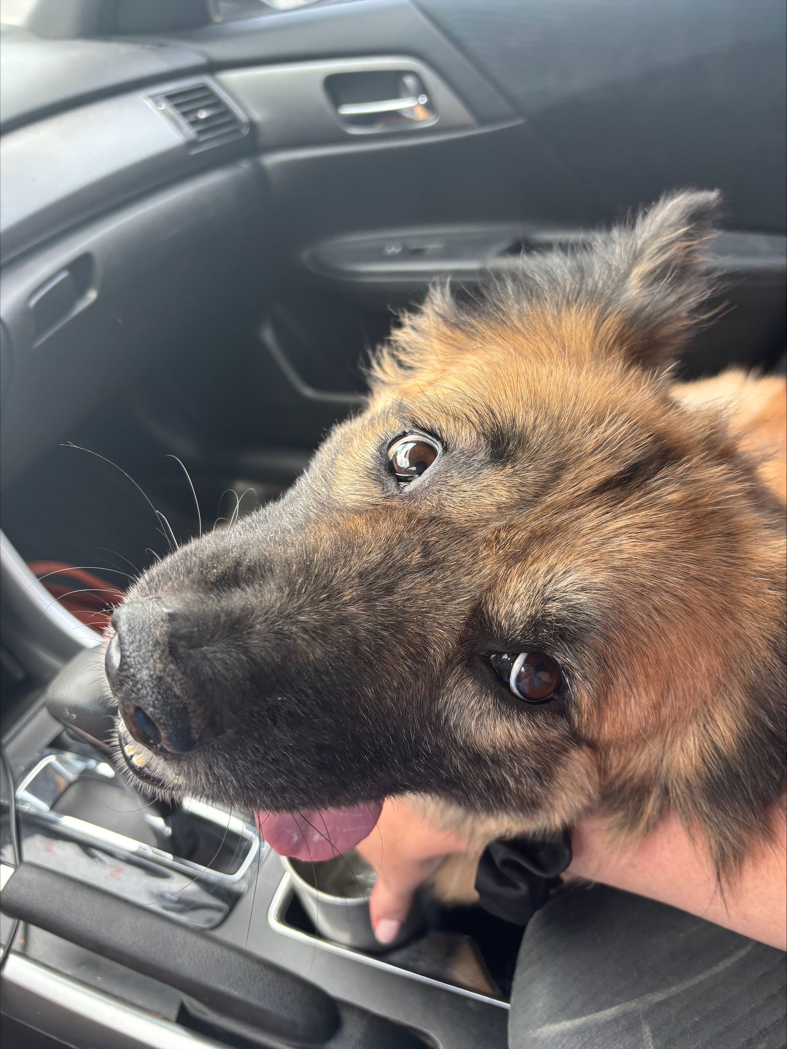 Olive - Shepherd