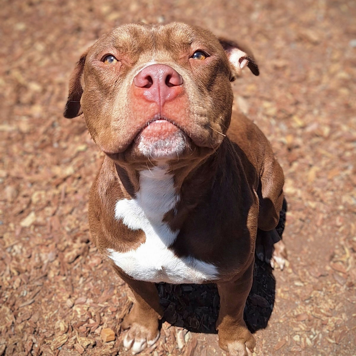 Pringle - Pit Bull Terrier