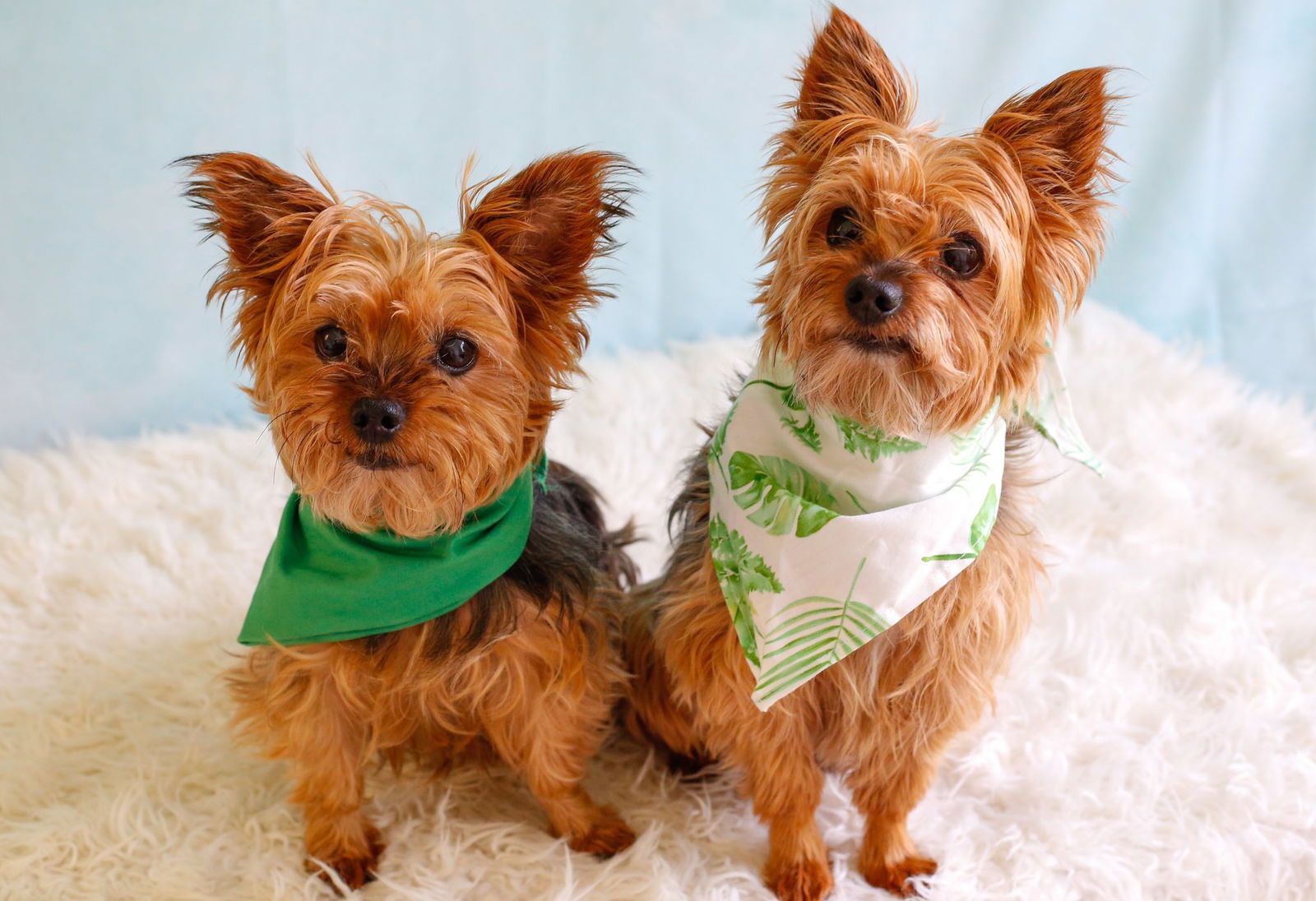 Jessie and Tuck - Yorkshire Terrier Yorkie