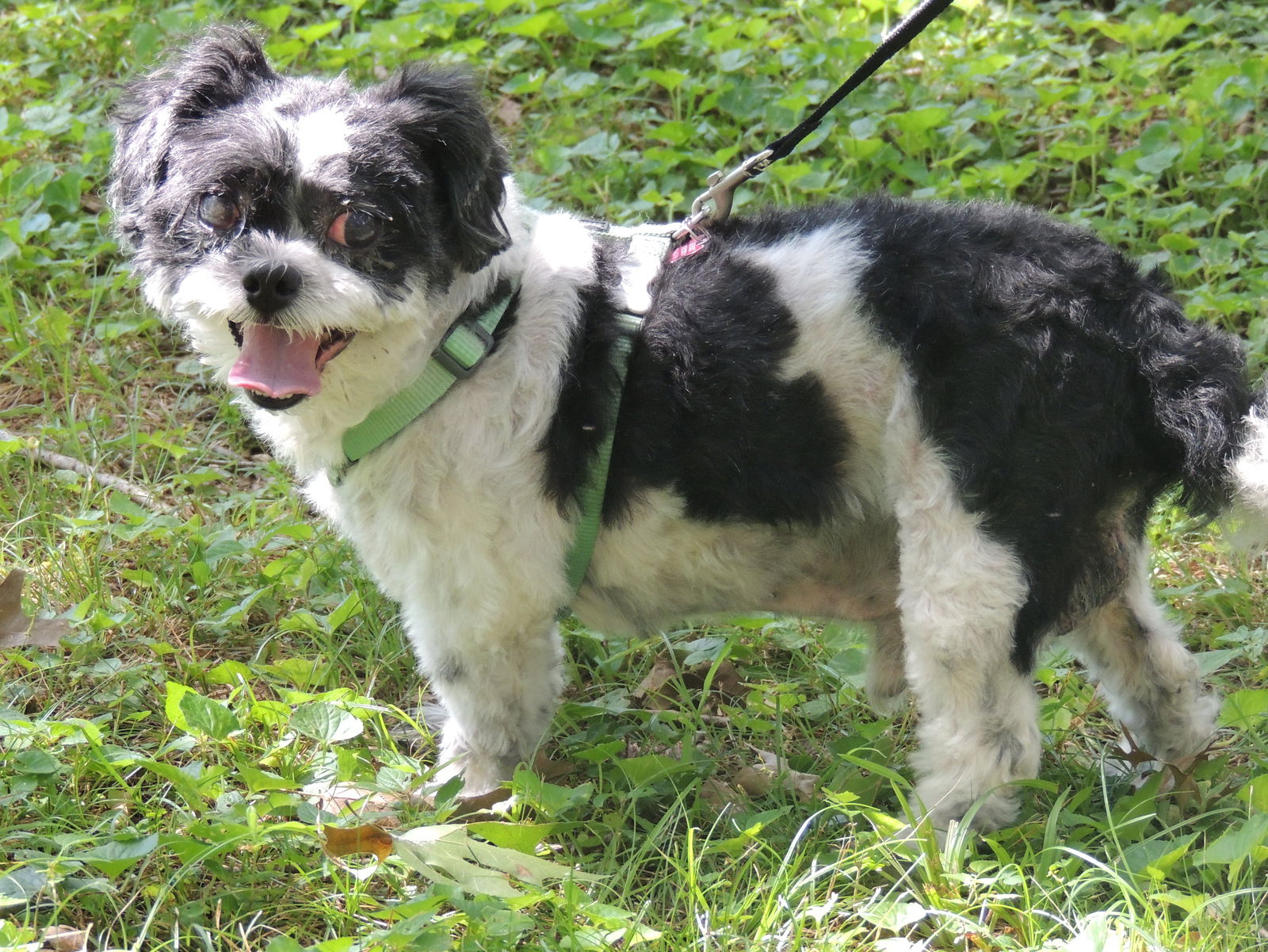 COURAGEOUS CAPTAIN - Shih Tzu
