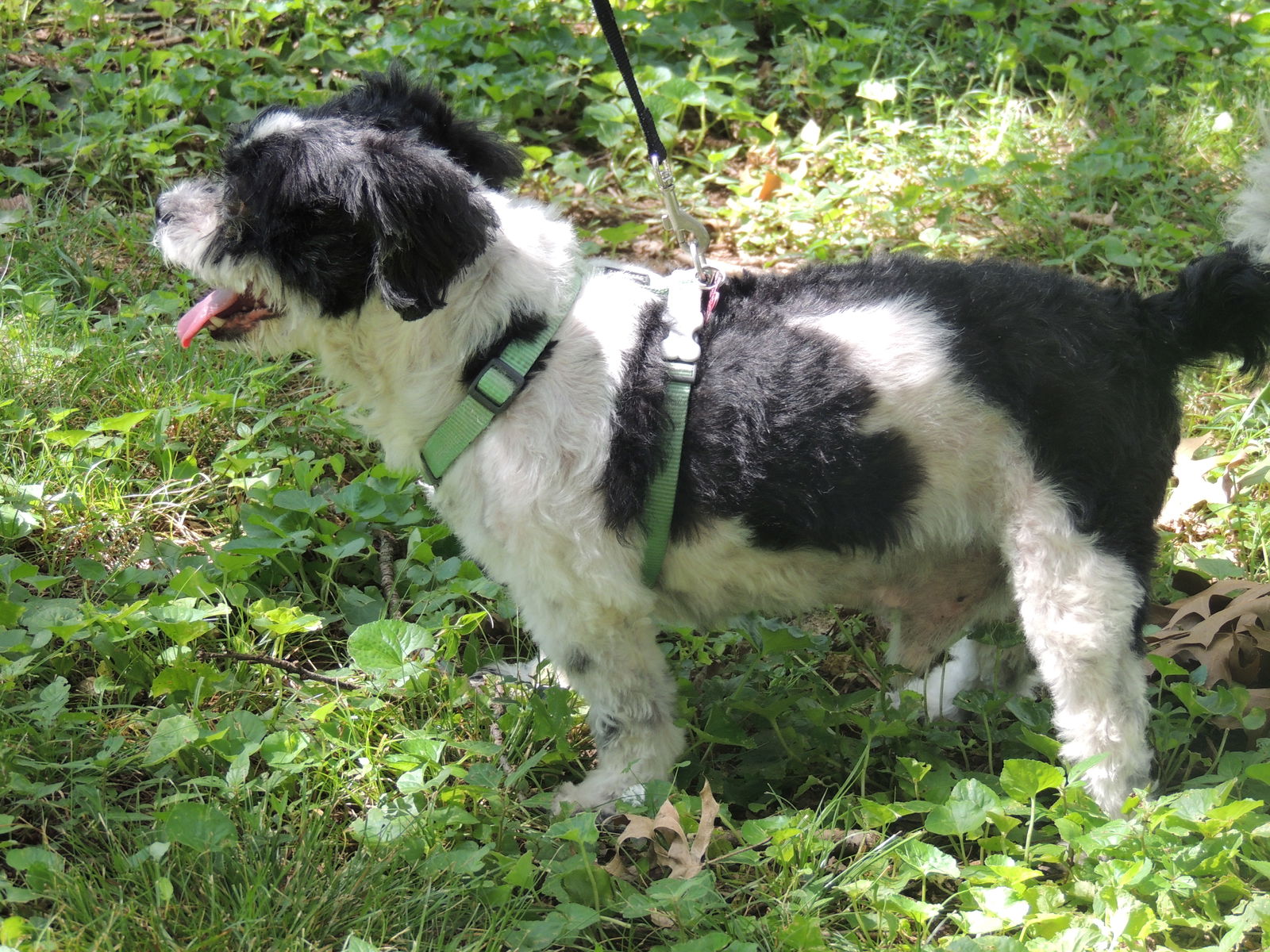 COURAGEOUS CAPTAIN - Shih Tzu
