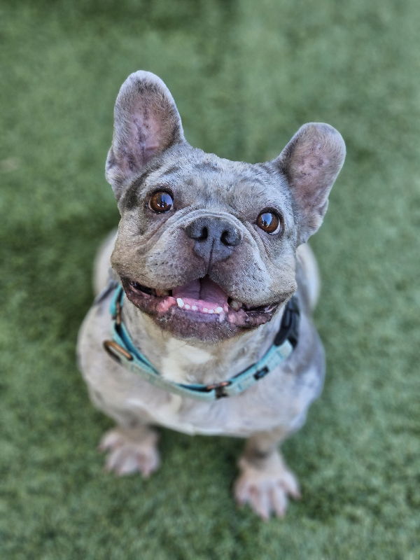 Strawberry - French Bulldog