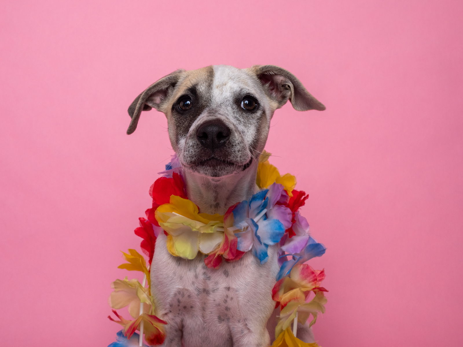 Bikini - Australian Cattle Dog/Blue Heeler