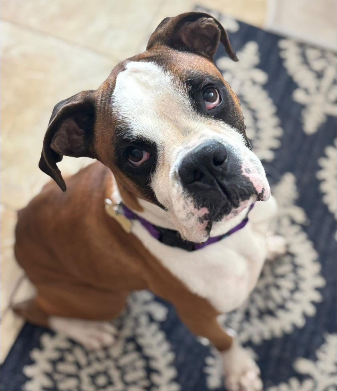AXELROD - Boxer