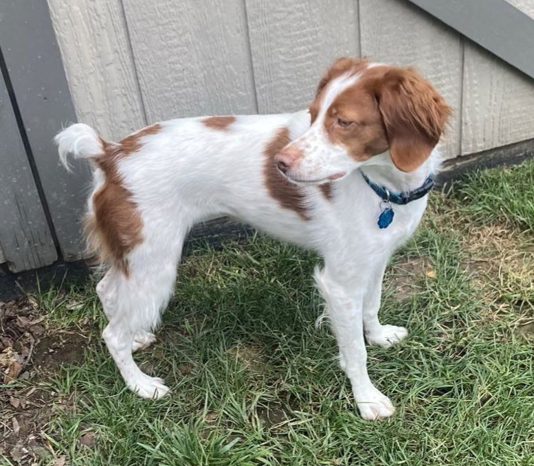 MO/Oakley Rose - Brittany