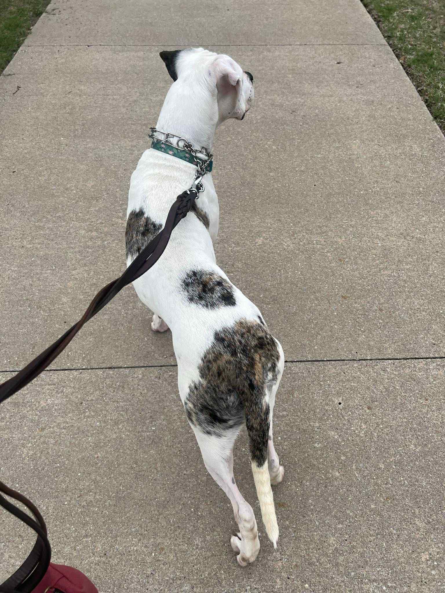 Angel - American Staffordshire Terrier