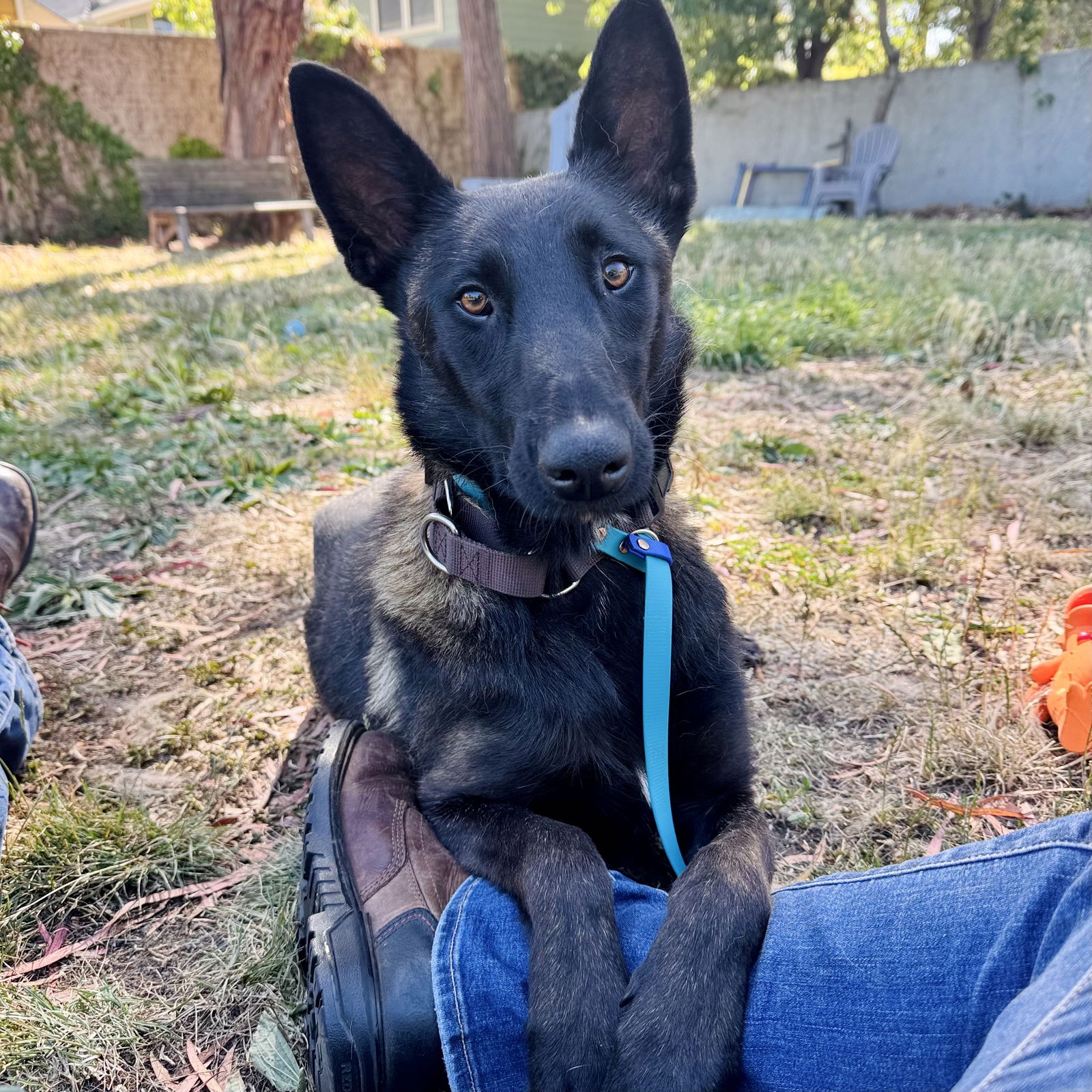 Frisee - Belgian Shepherd Malinois