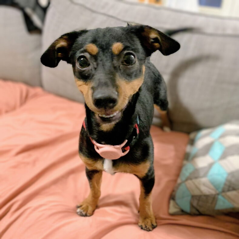 Carina - Chihuahua