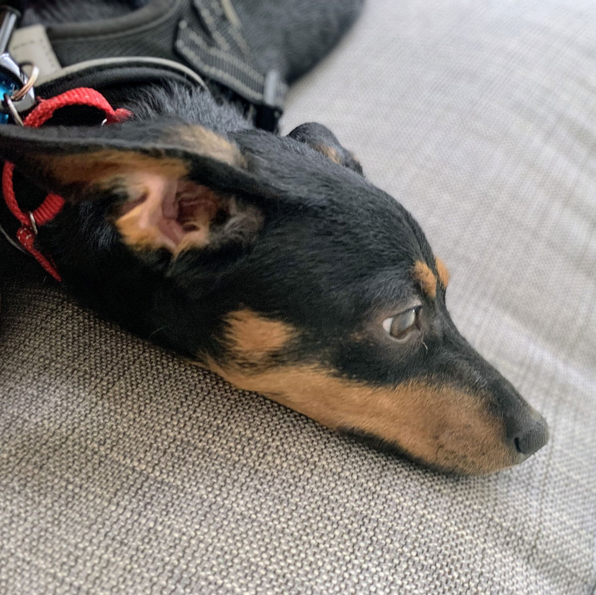 Carina - Chihuahua