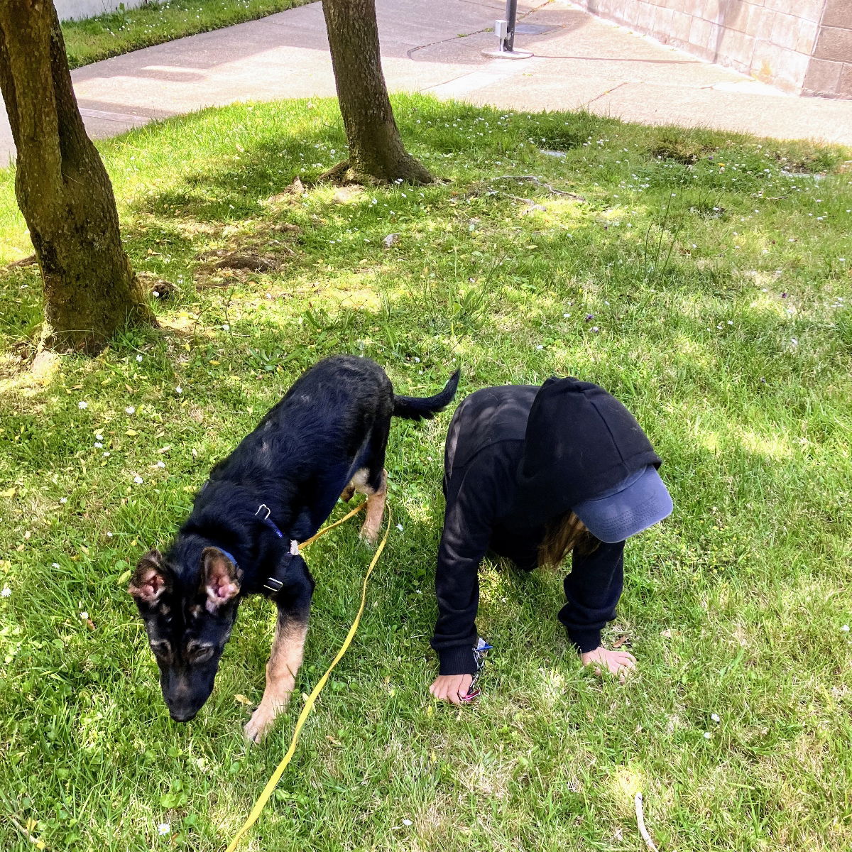 Pancho - German Shepherd Dog