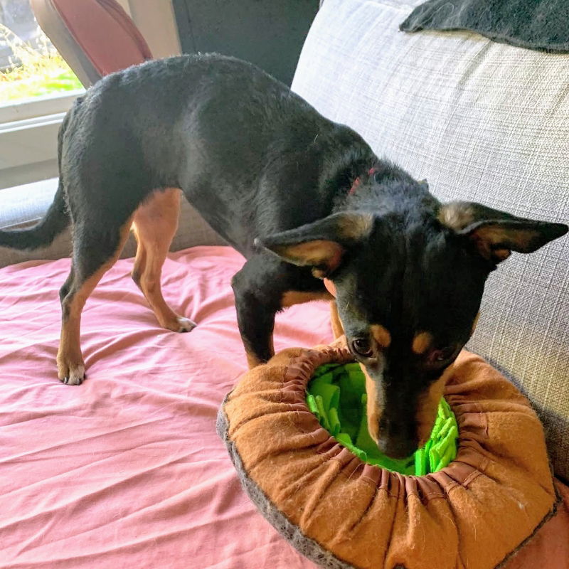 Carina - Chihuahua
