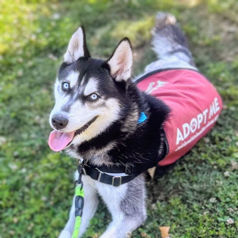 Neo - Husky