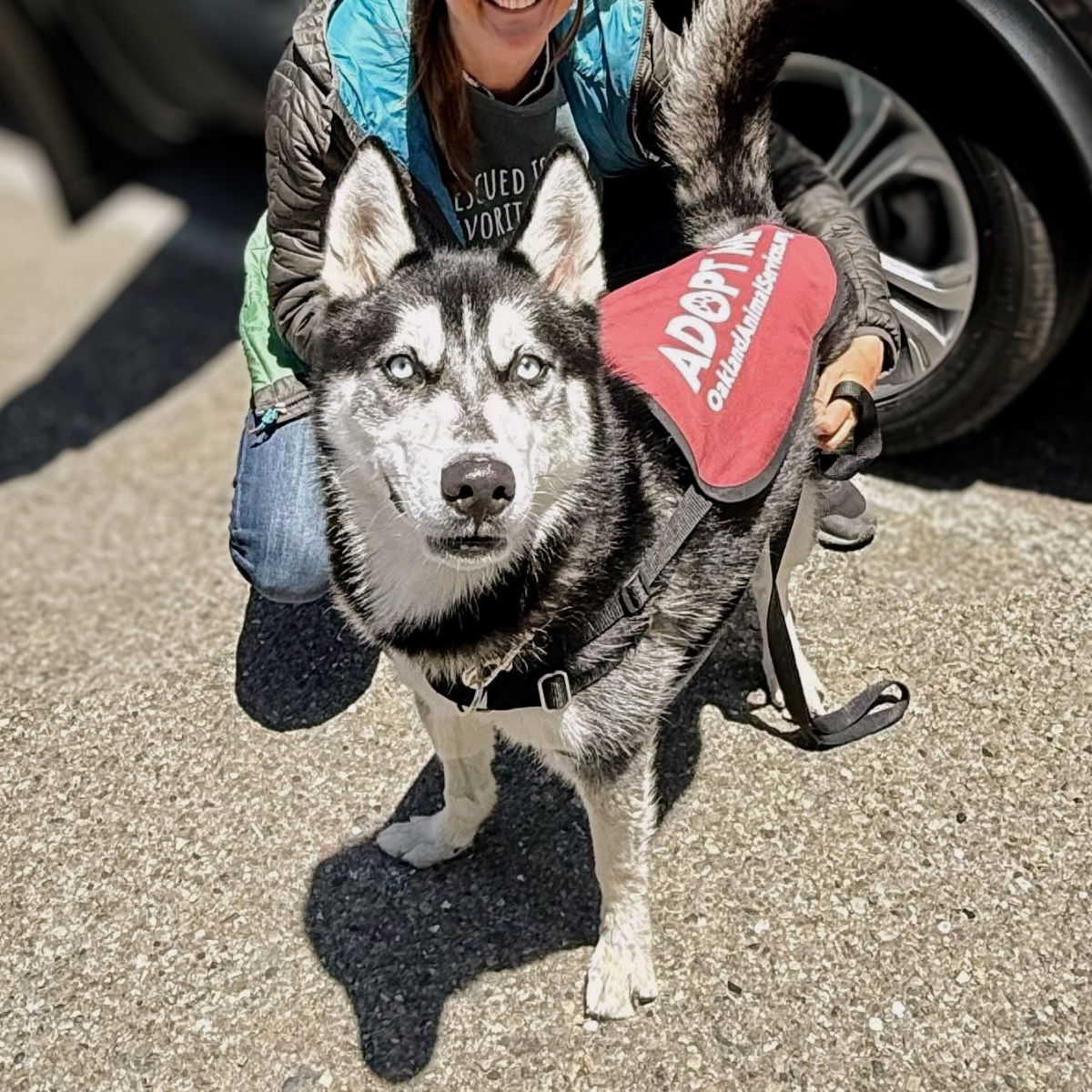 Neo - Husky
