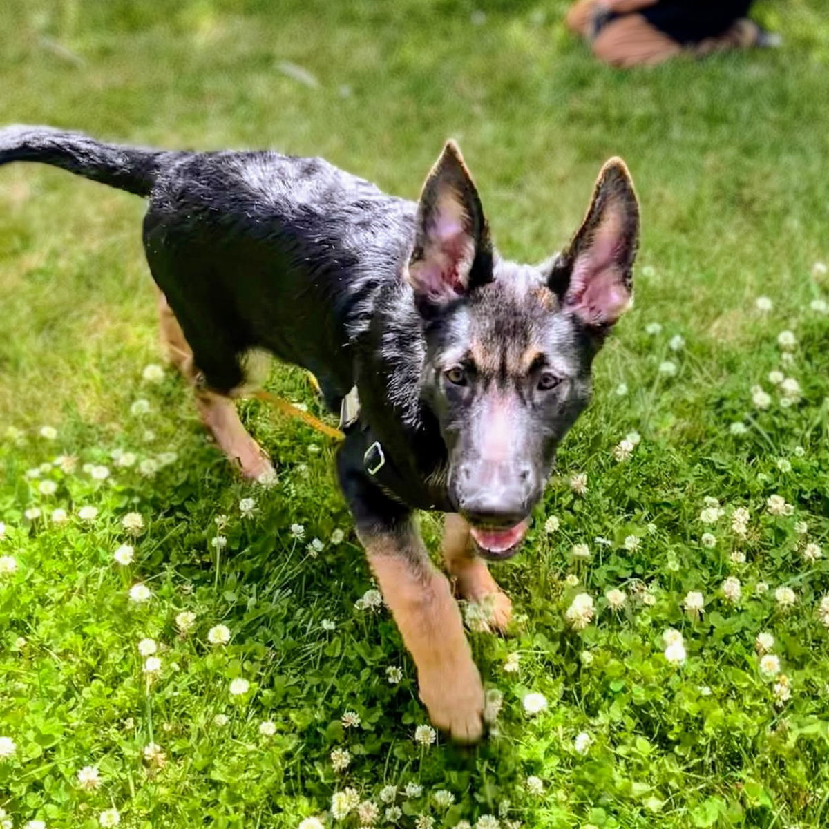 Pancho - German Shepherd Dog
