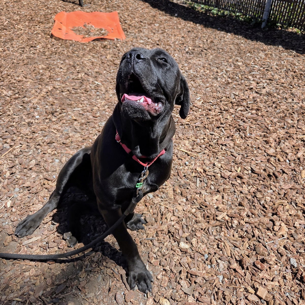 Raspberry - Mastiff
