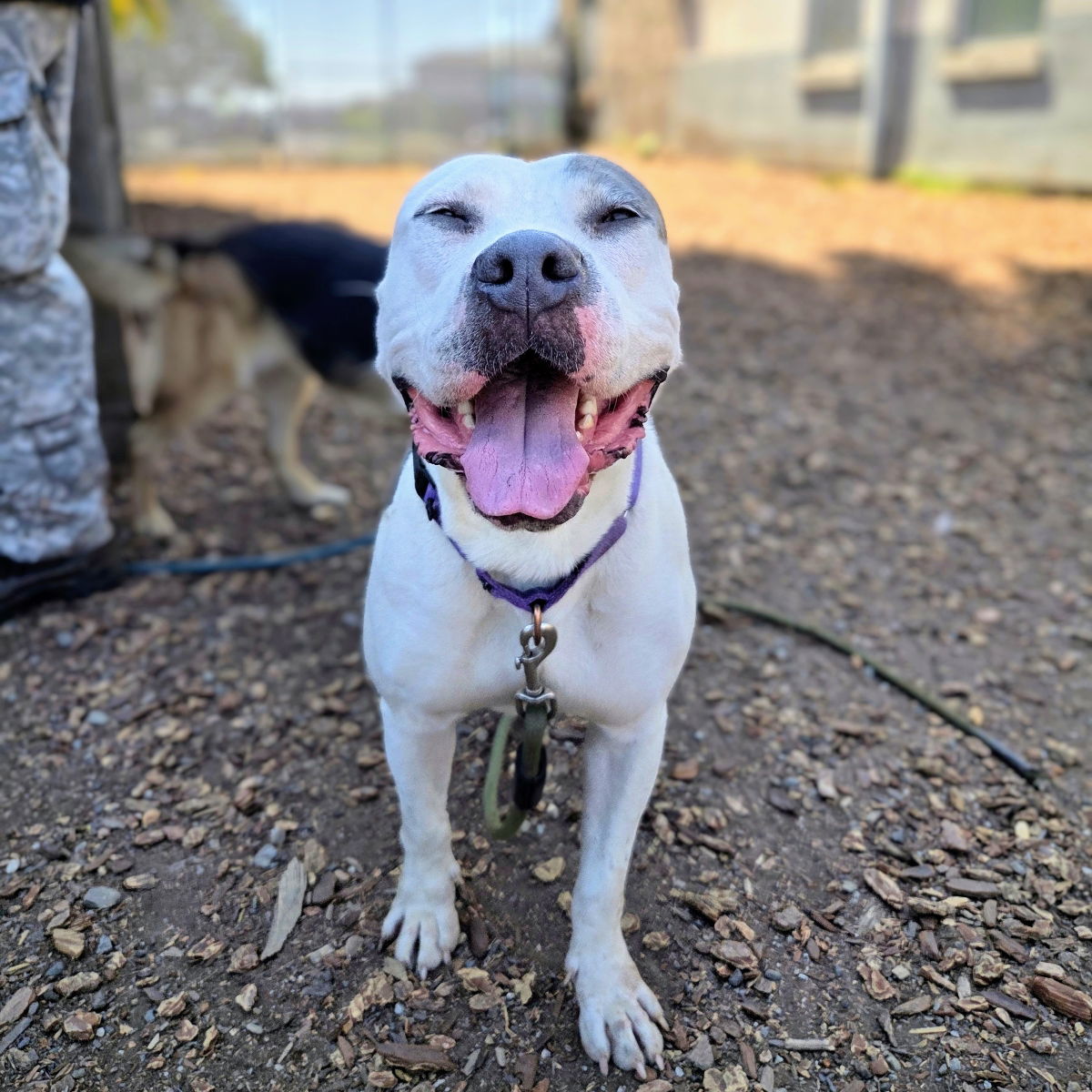 Sunkist - American Pit Bull Terrier