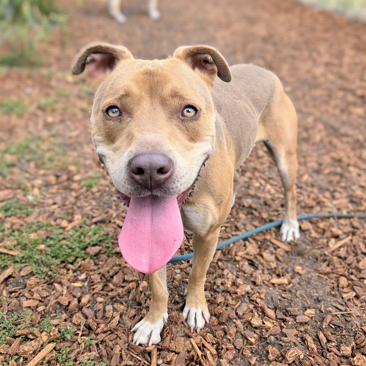 Evelyn - American Pit Bull Terrier
