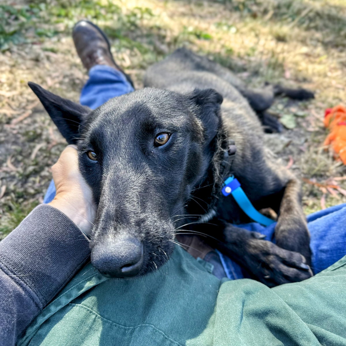 Frisee - Belgian Shepherd Malinois