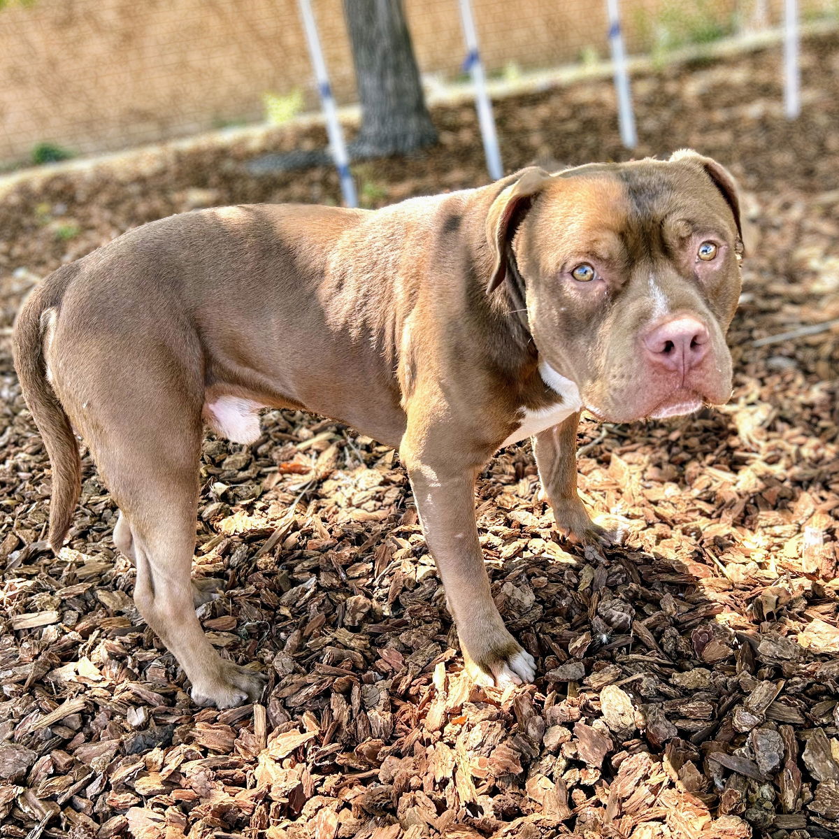 Pringle - Pit Bull Terrier