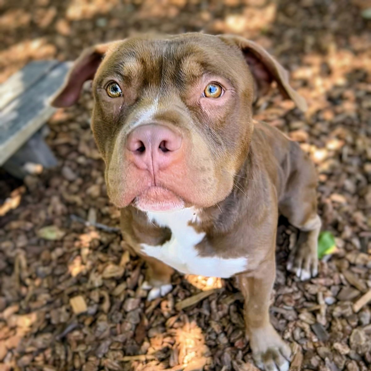 Pringle - Pit Bull Terrier
