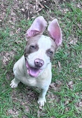 Hobbs - Bulldog